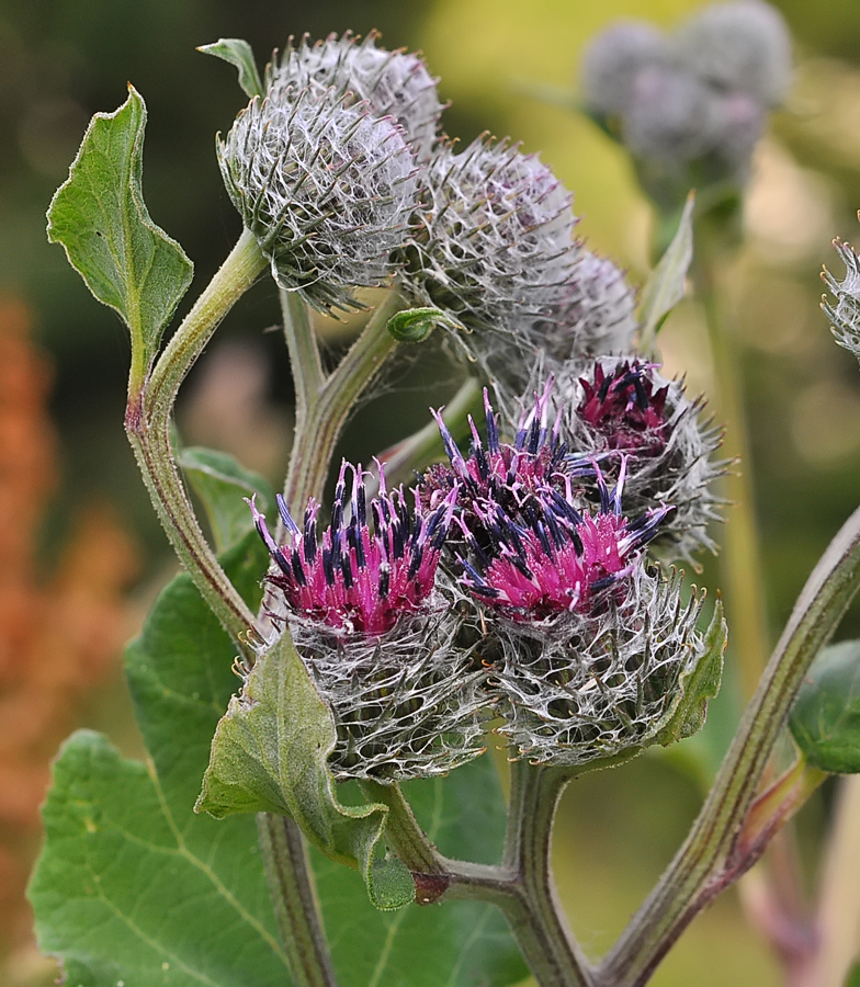 Arctium tomentosum