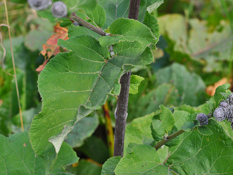 Arctium tomentosumfeuille