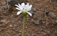 Argyranthemum pinnatifidum ssp succulentum