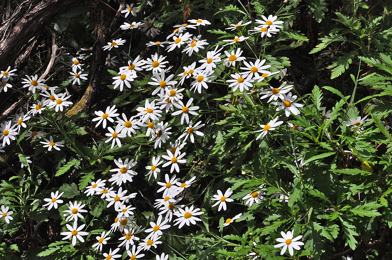 Argyranthemum pinnatifidum