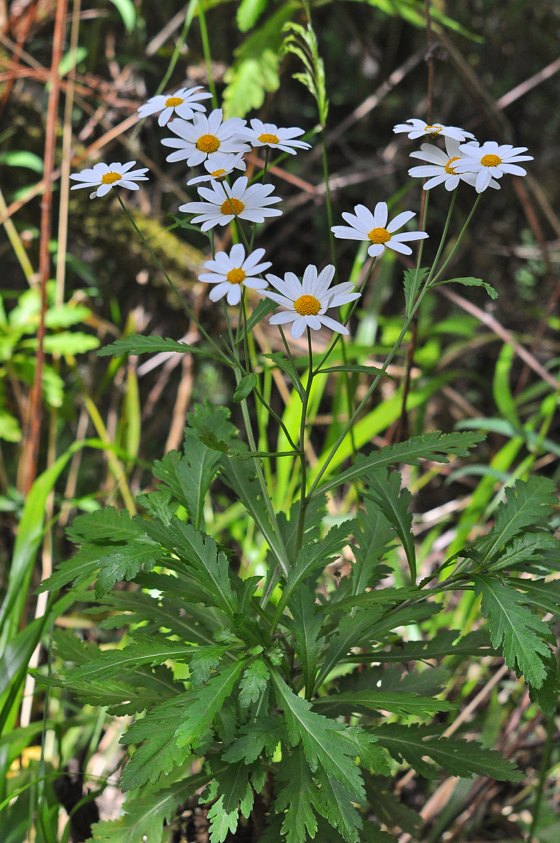 Argyranthemum pinnatifidum