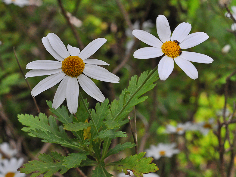 Argyranthemum pinnatifidum