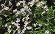Argyranthemum pinnatifidum