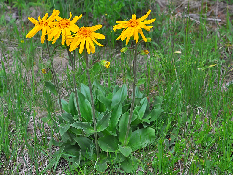 Arnica montana