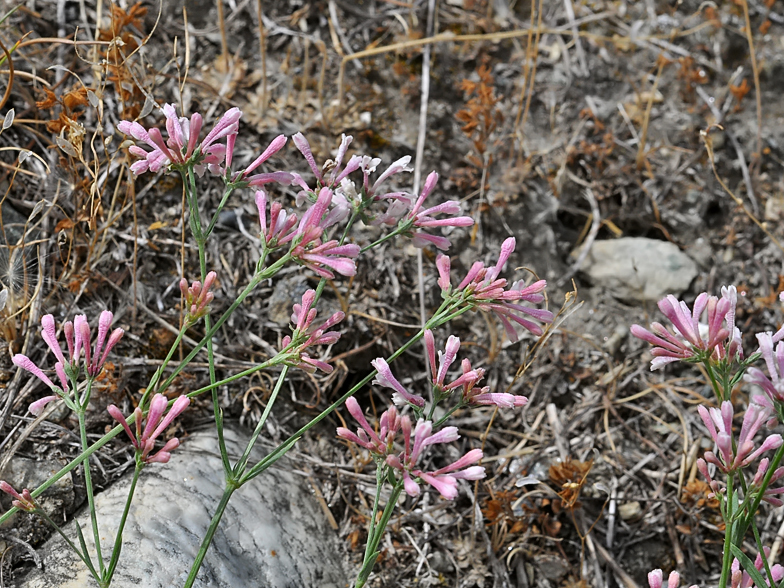 Asperula aristata ssp oreophila