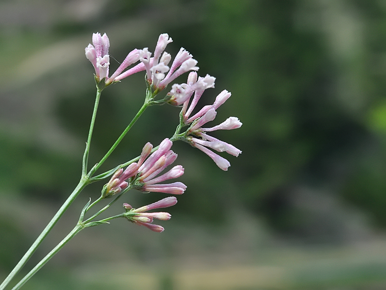Asperula aristata ssp oreophila 2