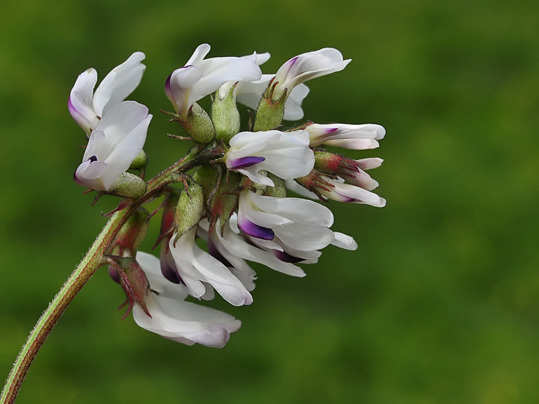 Astragalus australis