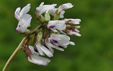 Astragalus australis