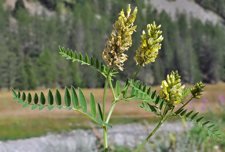 Astragalus cicer