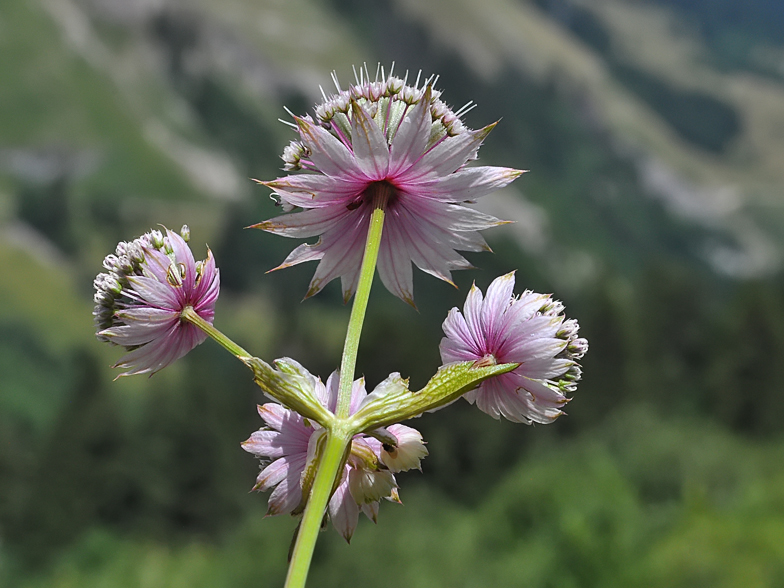 Astrantia major