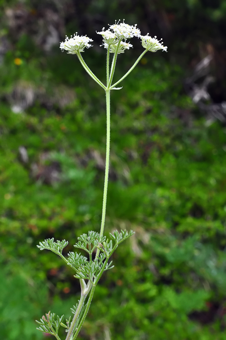 Athamanta cretensis
