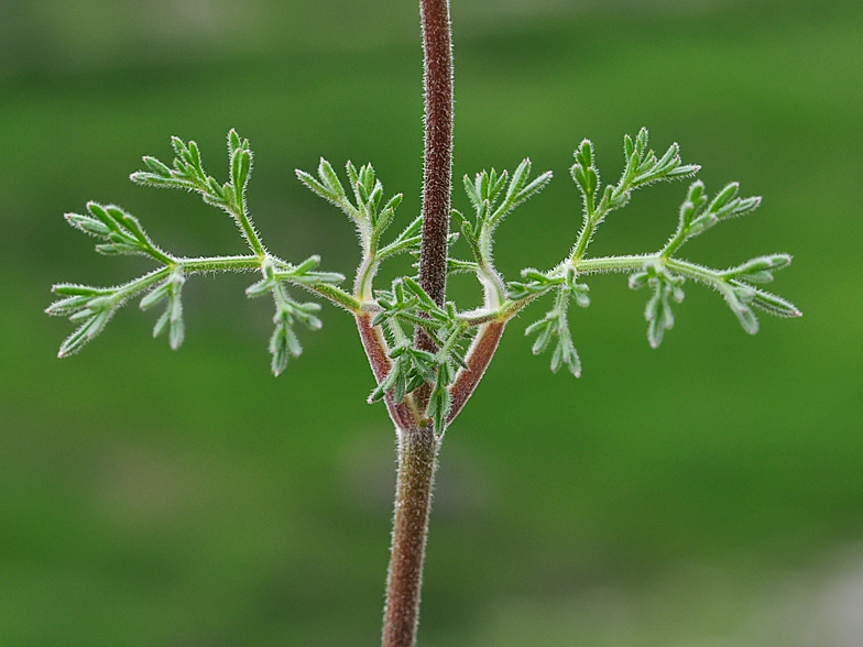 Athamanta cretensis