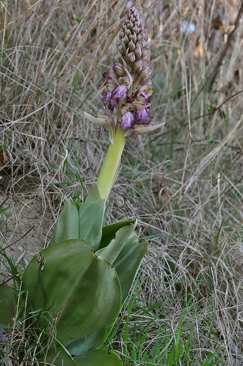 Barlia robertiana Soral 2026