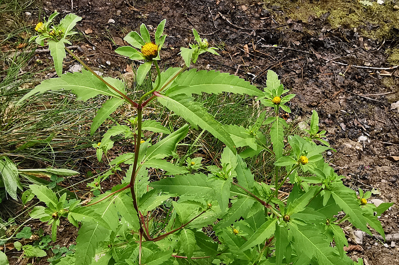 Bidens tripartita