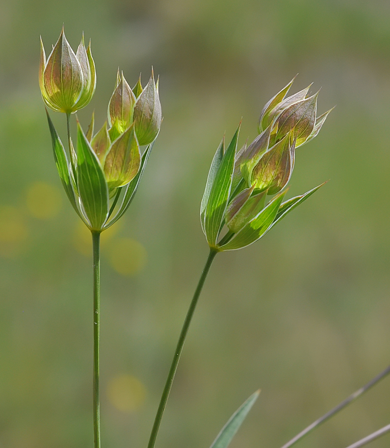 Bupleurum baldense
