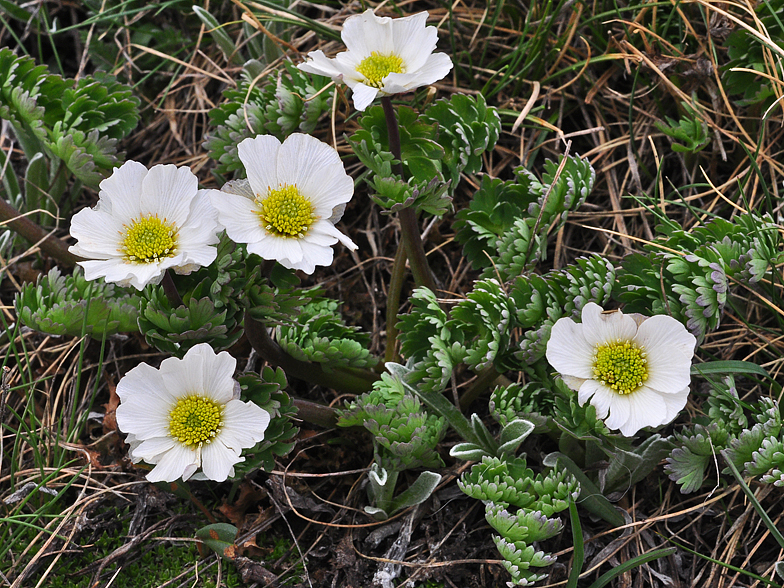 Callianthemum coriandrifolium