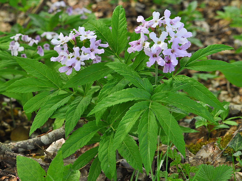 Cardamine heptaphylla