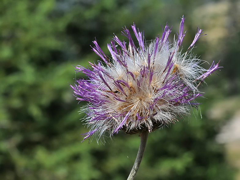 Carduus defloratus