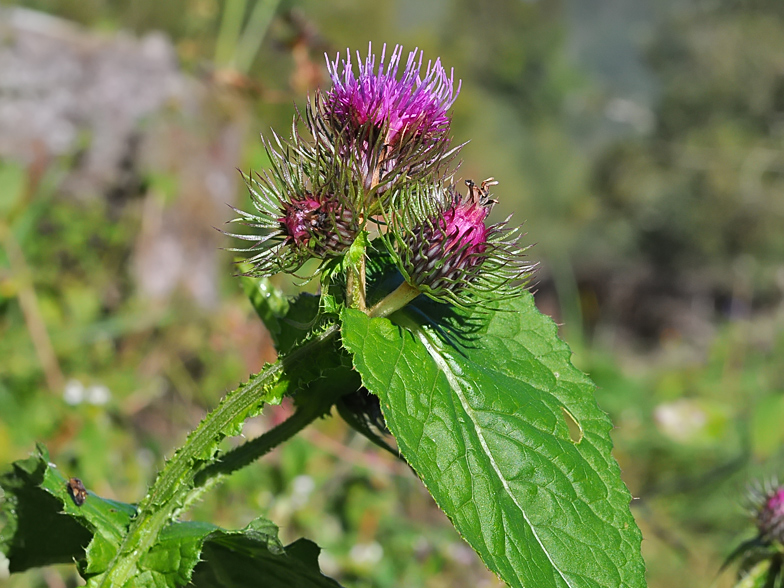 Carduus personata