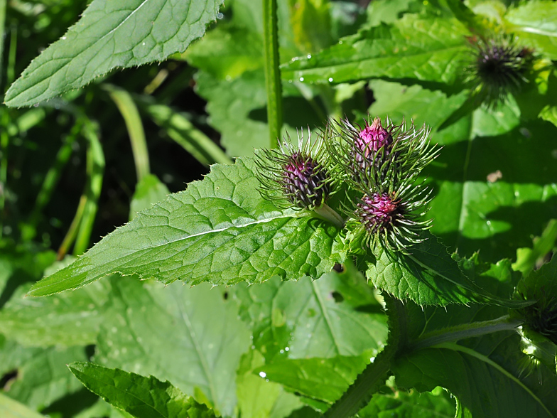 Carduus personata