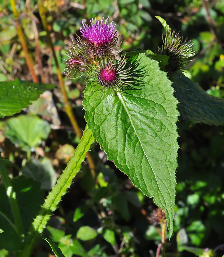 Carduus personata