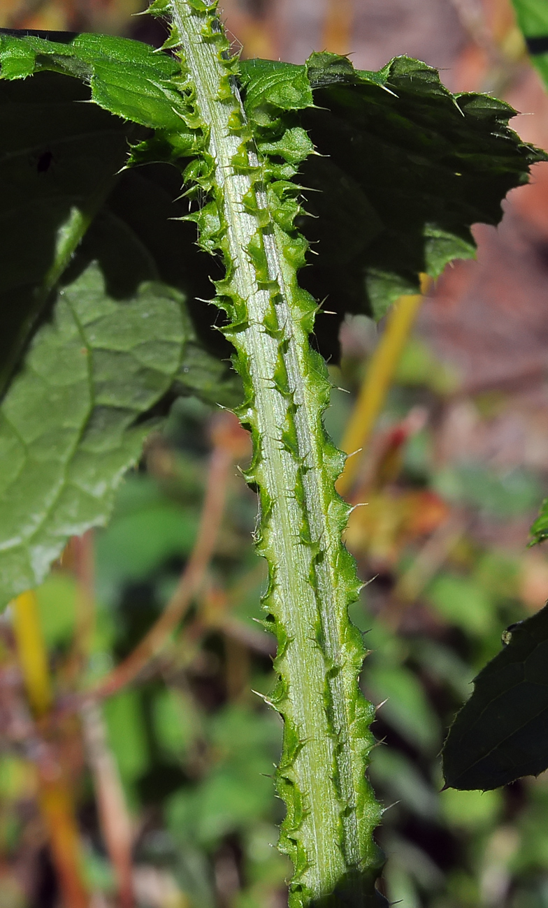 Carduus personata