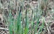 Carex acutiformis