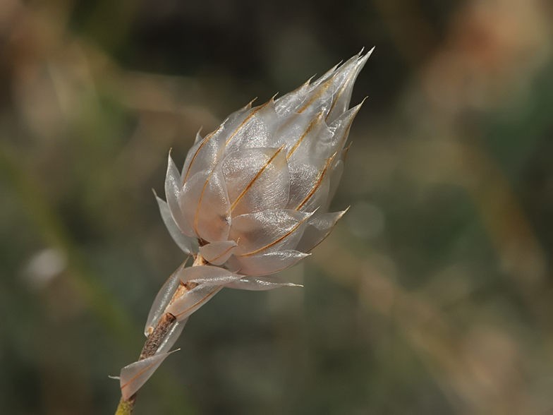 Catananche caerulea