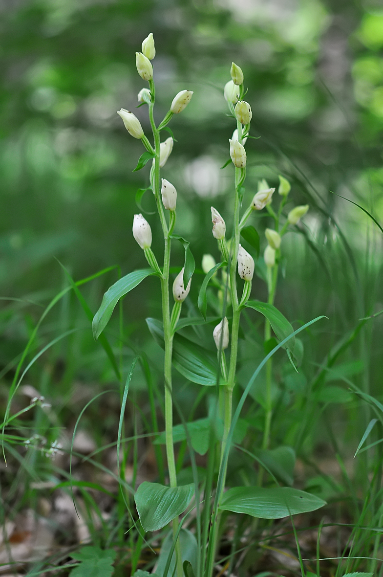 Cephalanthera damasonium