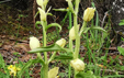Cephalanthera damasonium