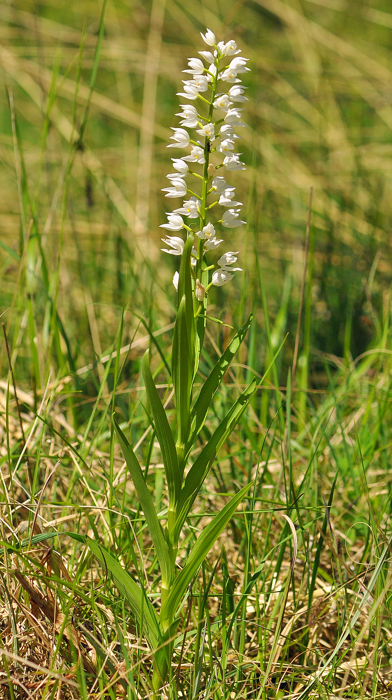 Cephalanthera longifolia