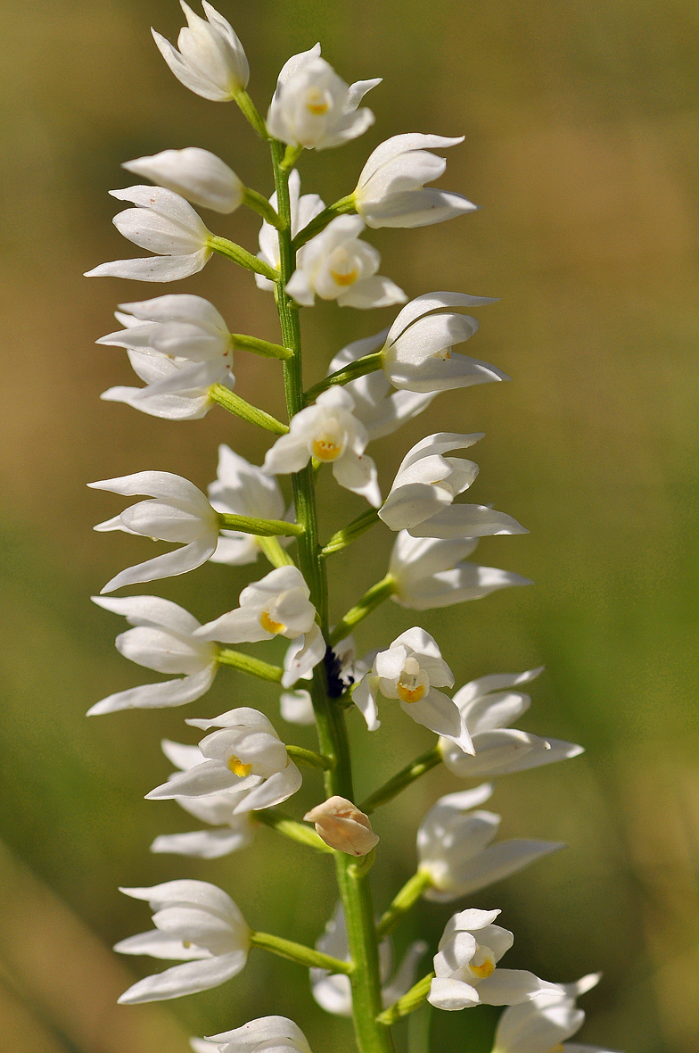 Cephalanthera longifolia
