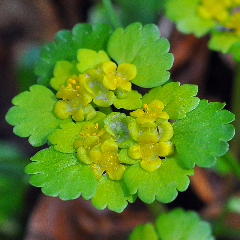 Chrysosplenium alternifolium