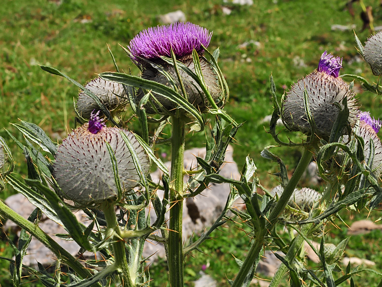 Cirsium eriophorum