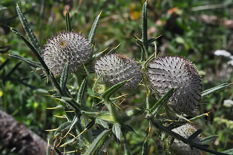 Cirsium eriophorum