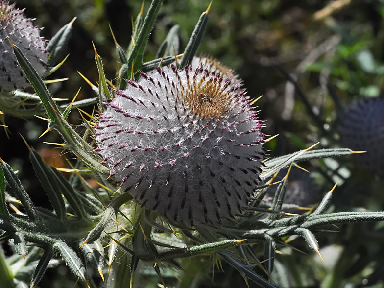 Cirsium eriophorum
