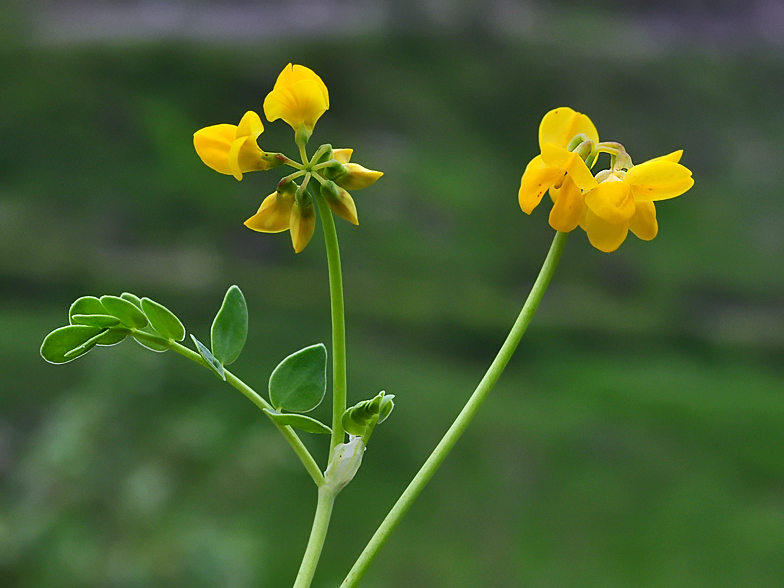 Coronilla vaginalis