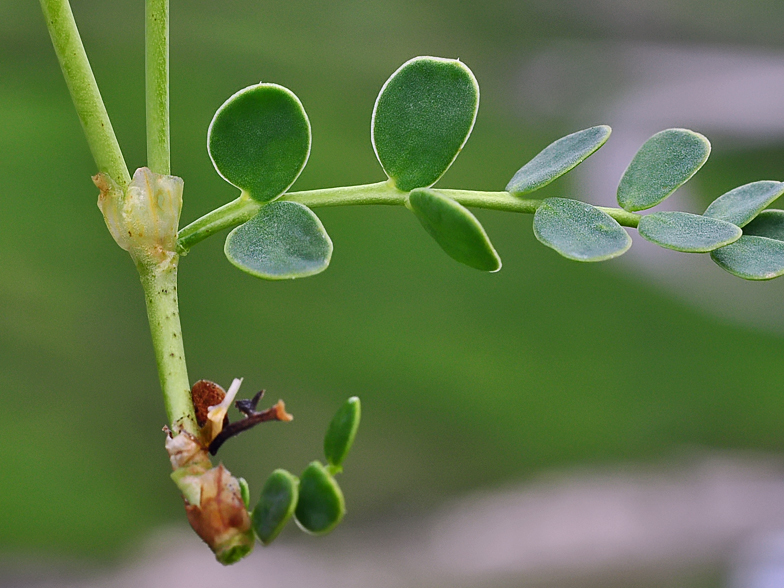 Coronilla vaginalis feuilles