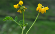 Coronilla vaginalis