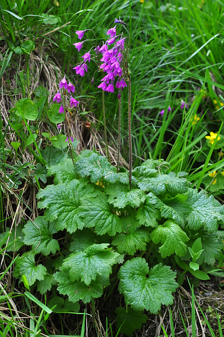 Cortusa matthioli