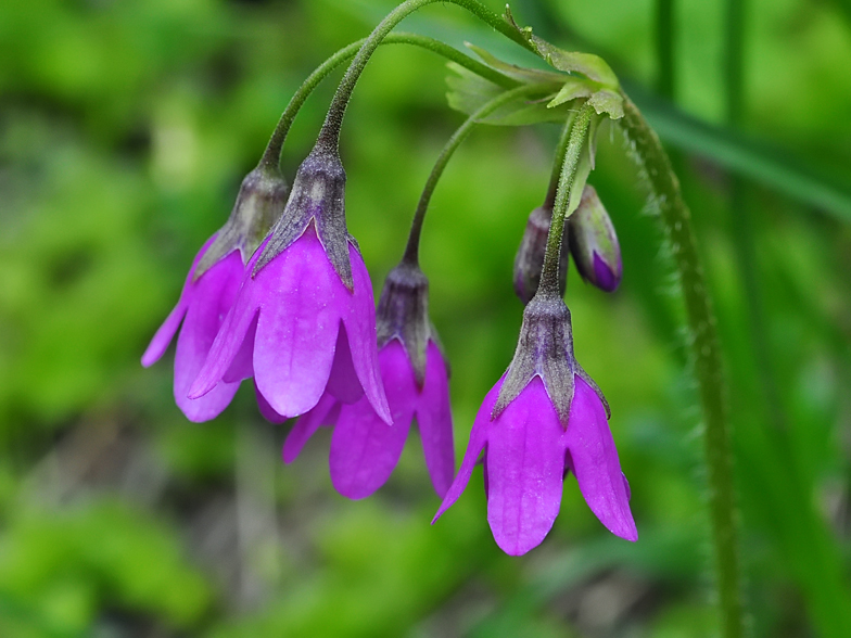 Cortusa matthioli