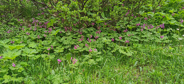 Cortusa matthioli station 2