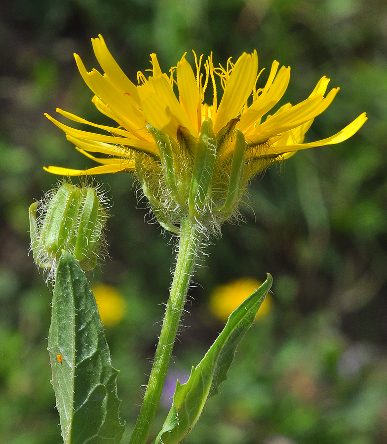 Crepis pyrenaica 3