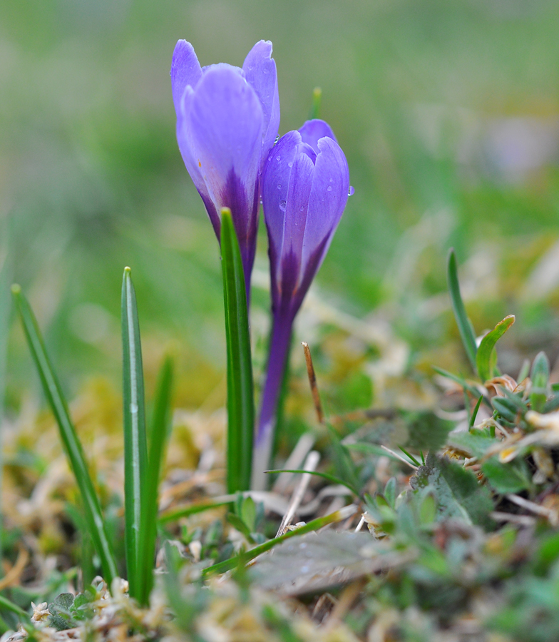 Crocus vernus