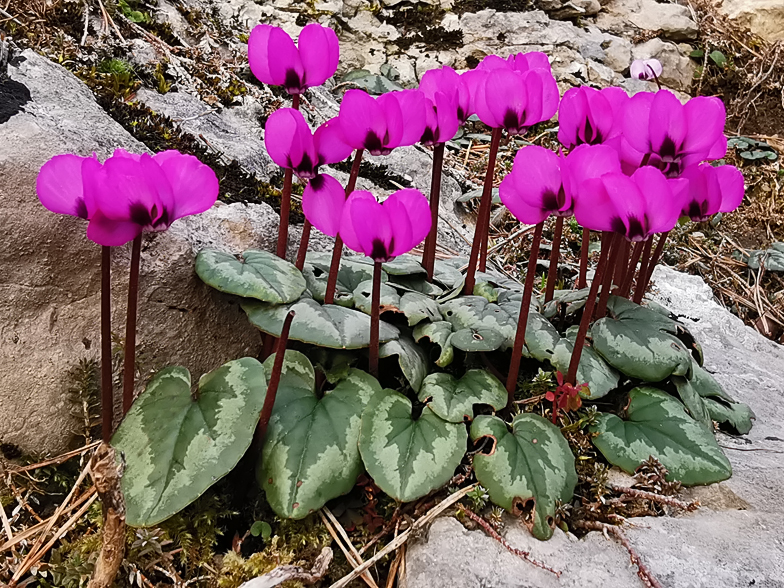 Cyclamen coum