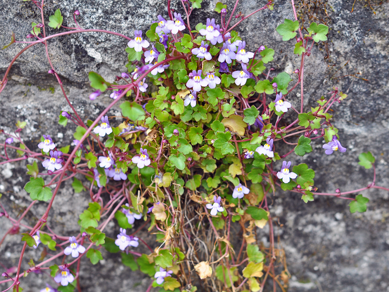 Cymbalaria muralis
