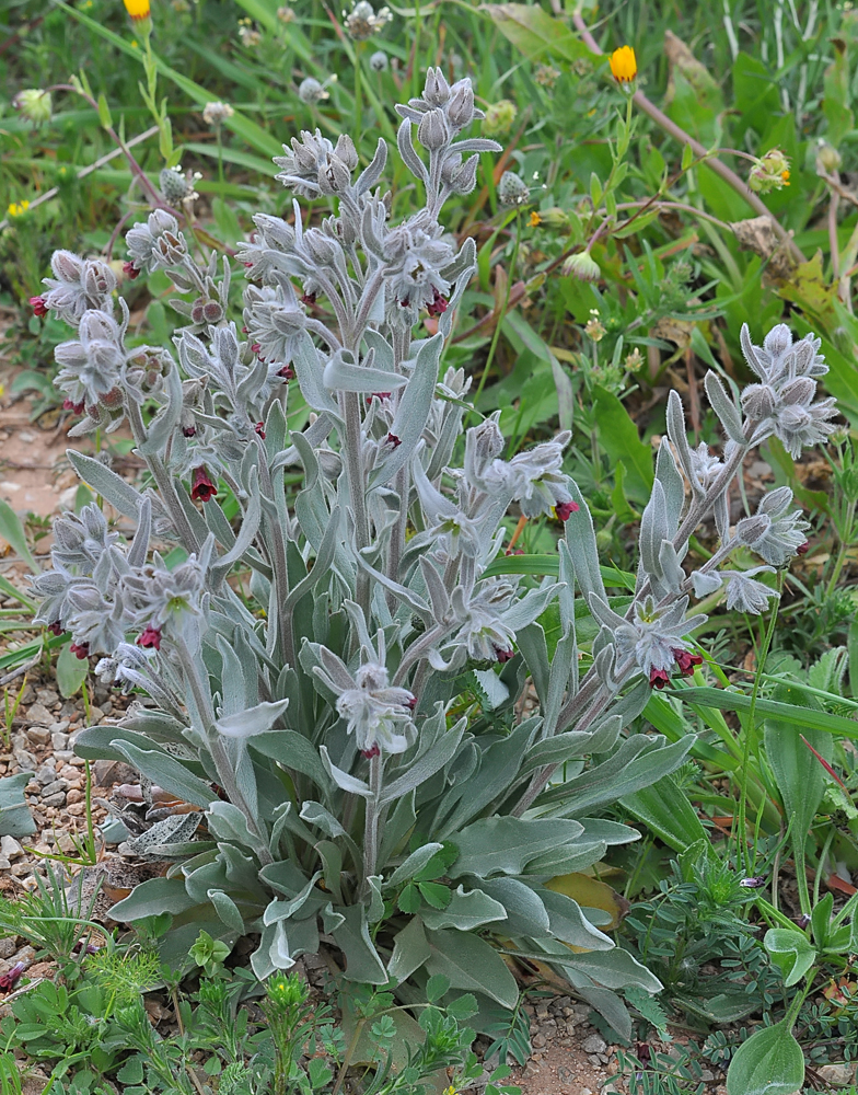 Cynoglossum cheirifolium