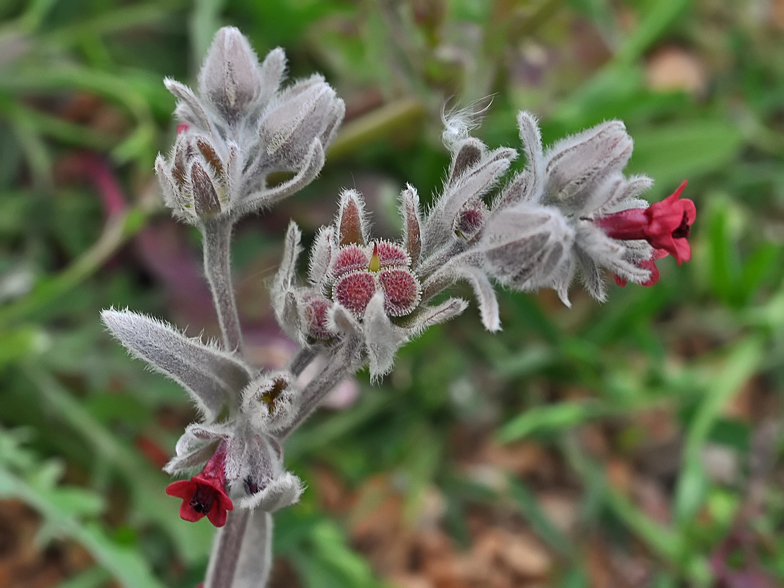 Cynoglossum cheirifolium