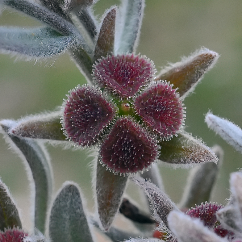 Cynoglossum cheirifolium fruits