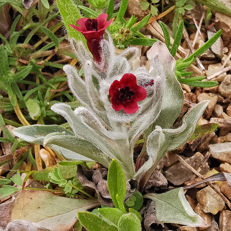 Cynoglossum cheirifolium